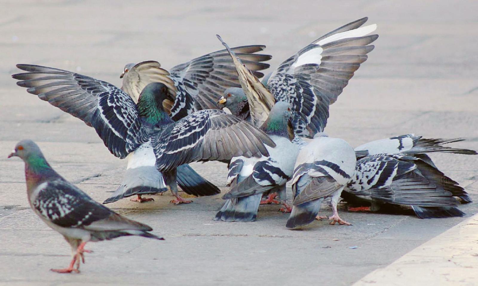 Il Comune dichiara guerra ai piccioni