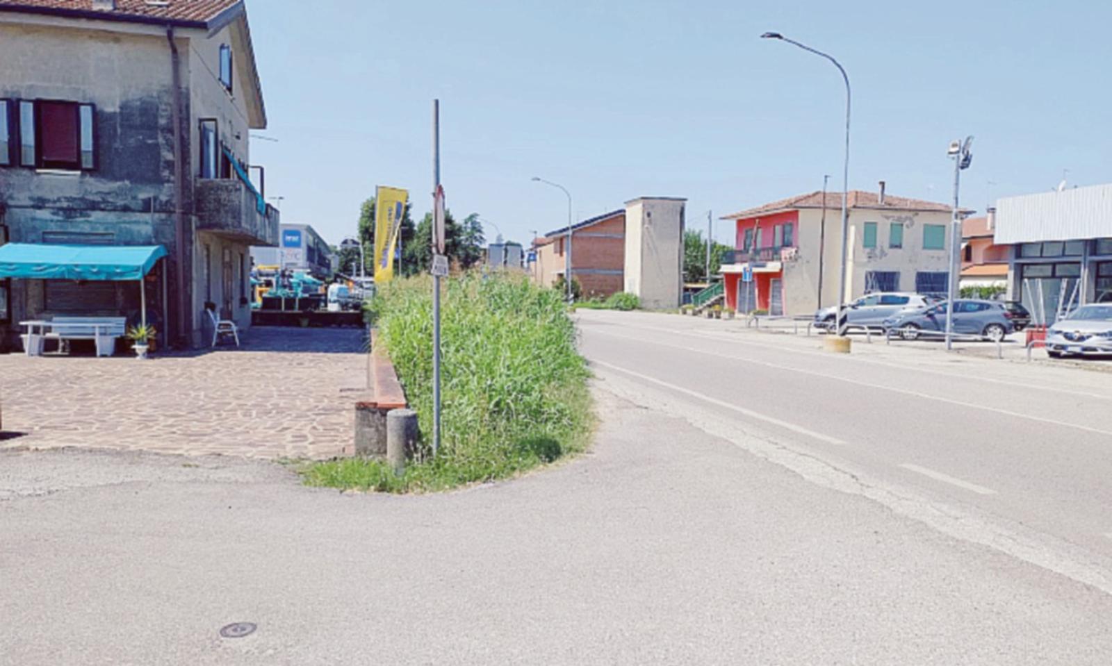 Erba alta lungo la Sr443 