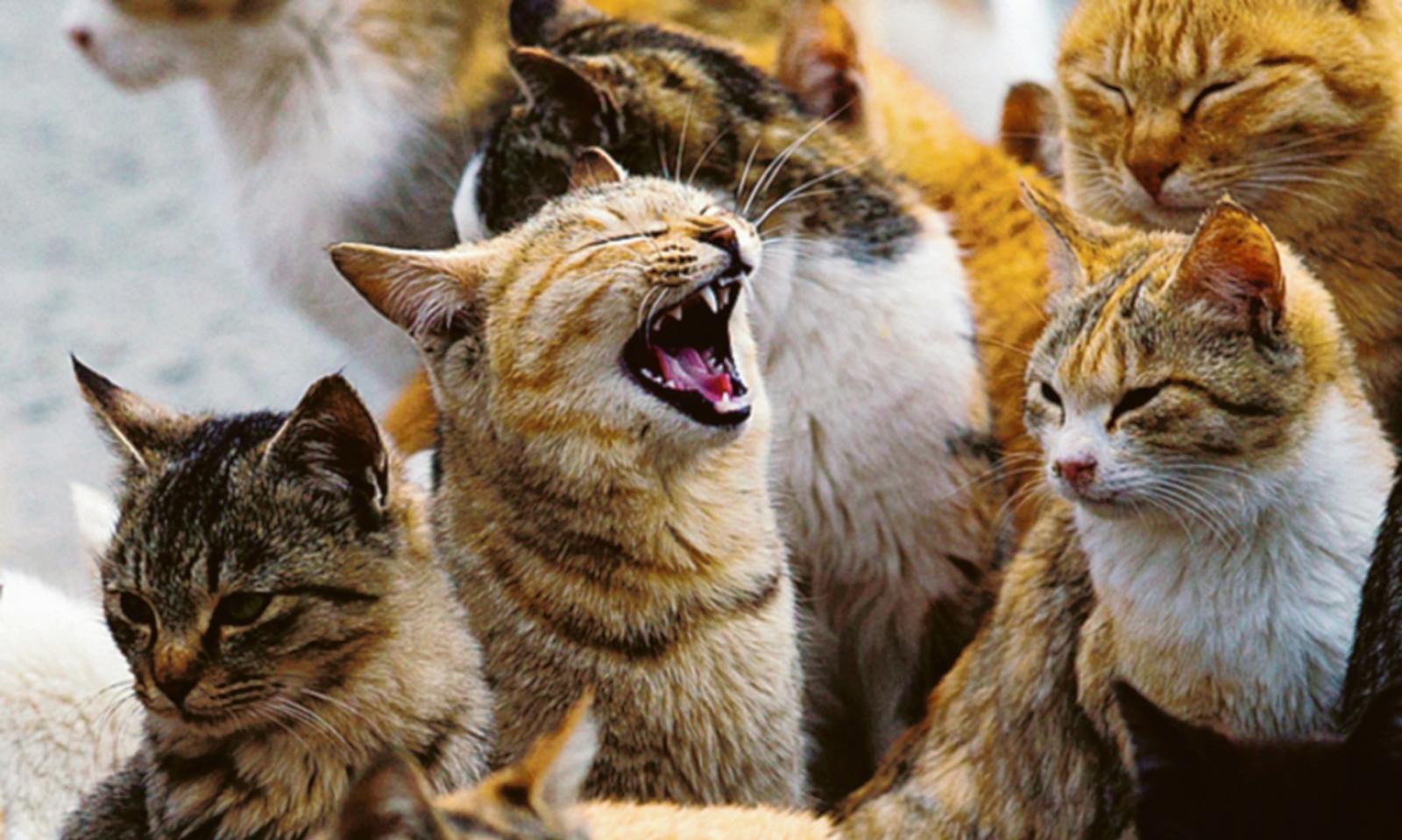 Hanno tanto bisogno di te!