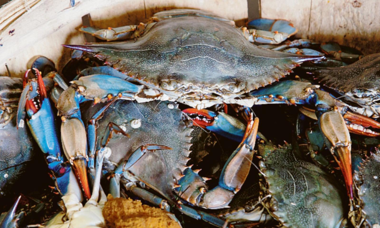 Inizia la guerra al granchio blu