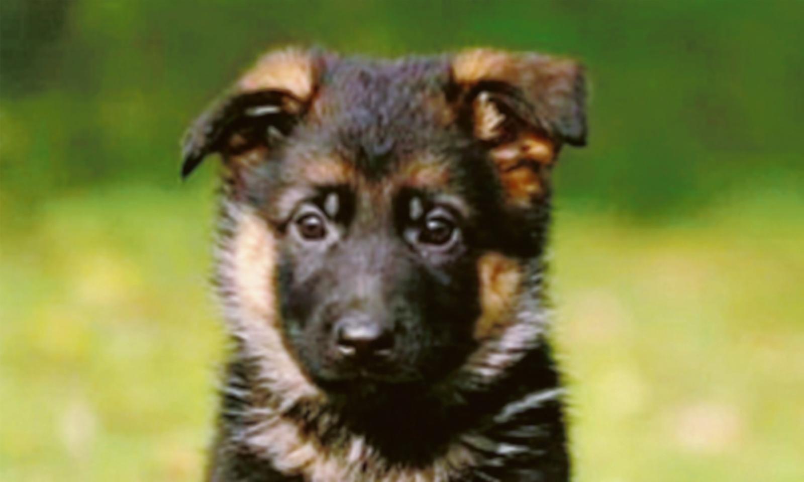 &ldquo;Abbaia troppo&rdquo;: il piccolo Thor se ne deve andare