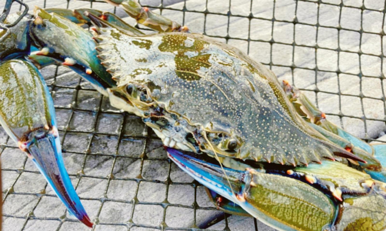 Granchio blu, parte l&rsquo;offensiva