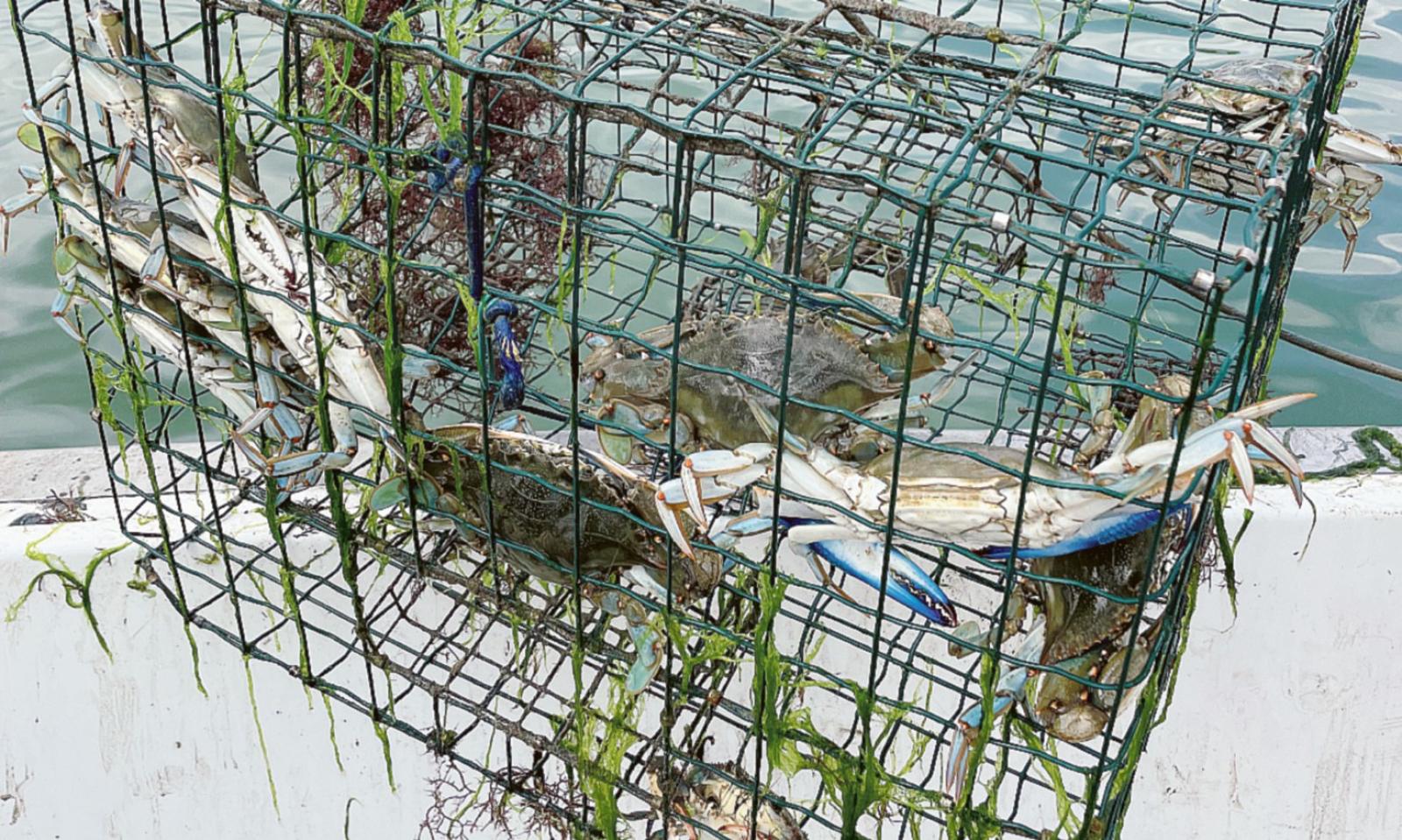 Granchio blu, invase le lagune