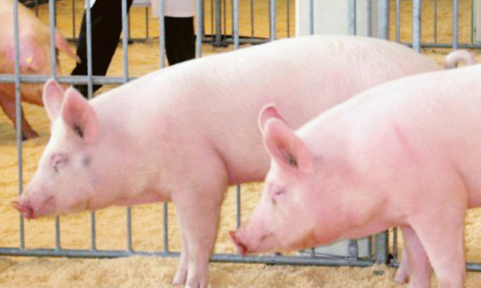 Allarme per la peste suina