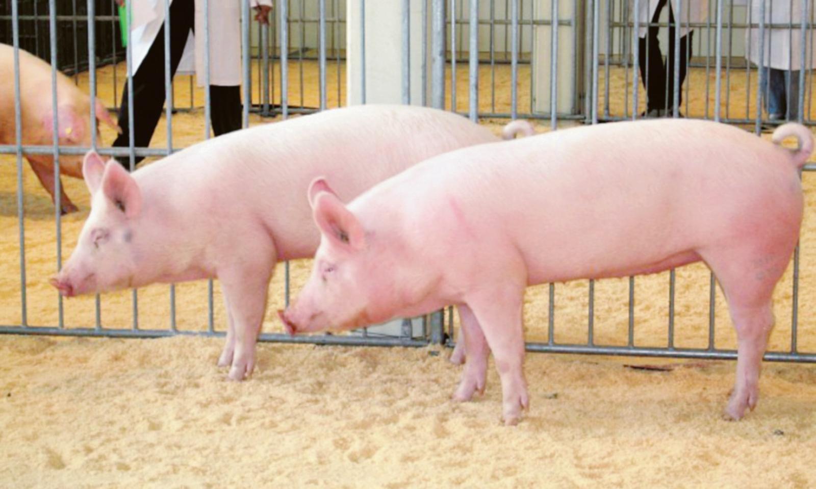 La peste suina fa paura: nuove regole