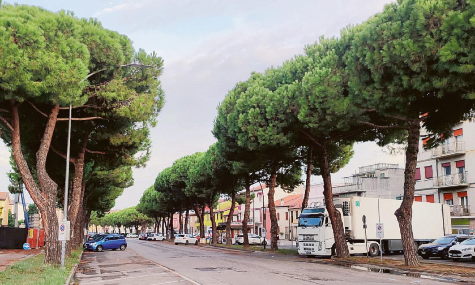 Gi&ugrave; i 62 alberi di Corso Garibaldi