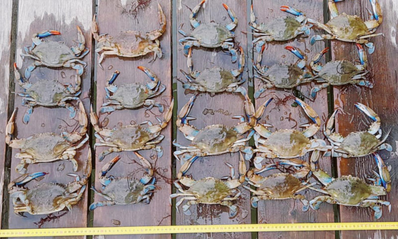 Contro i granchi, il generale inverno