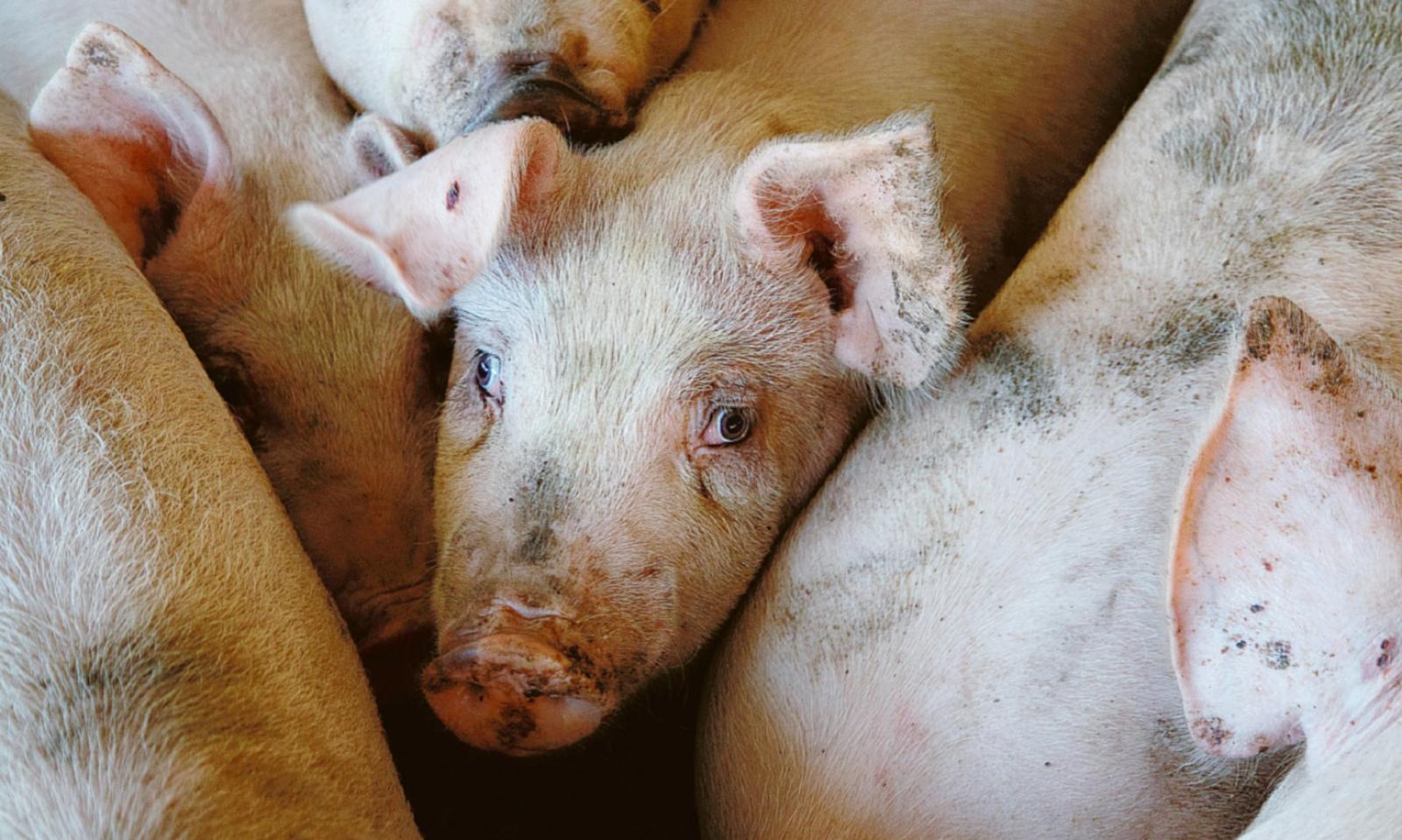 Peste suina alle porte del Polesine