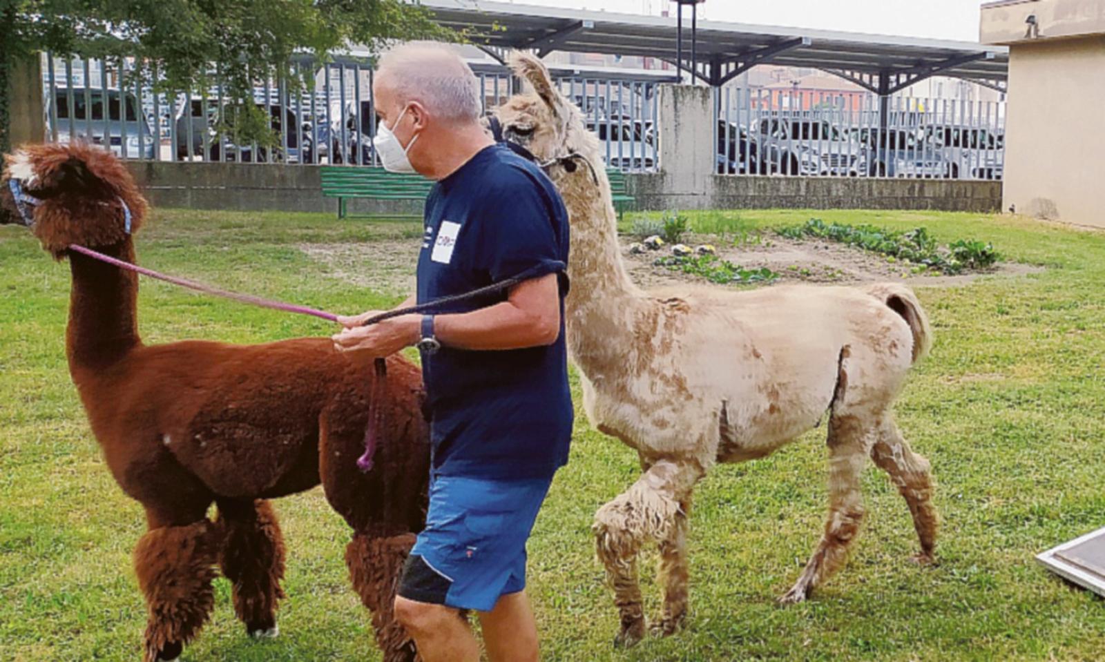 Alpaca: il preferito dai nonni!
