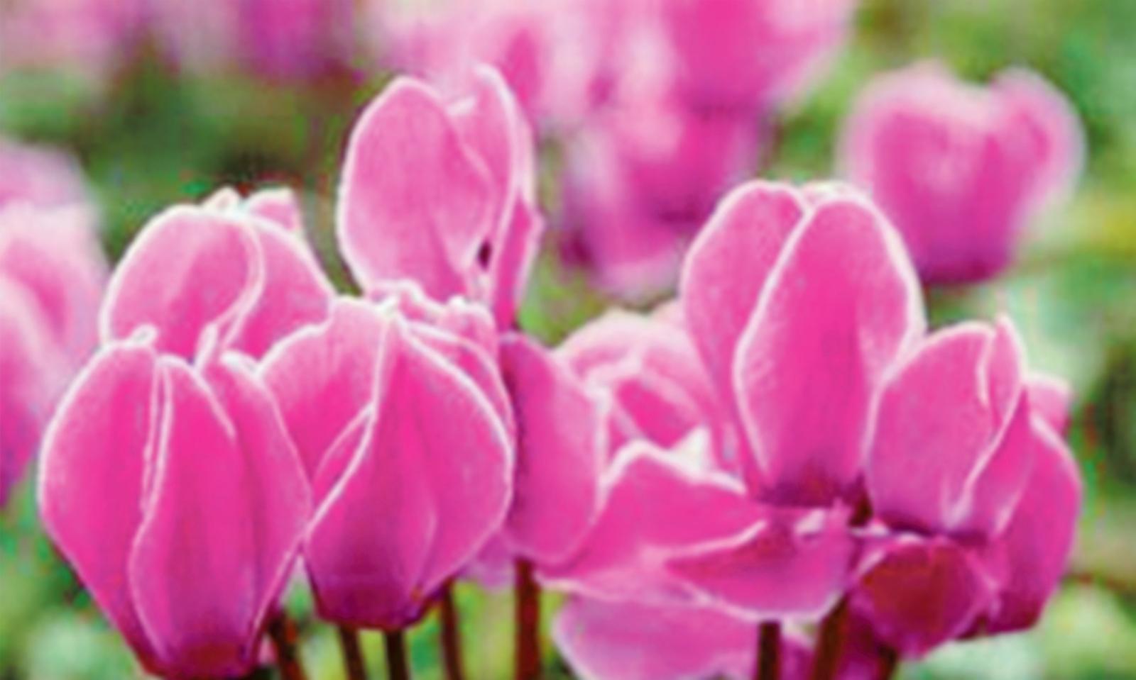 Ciclamini per la ricerca 