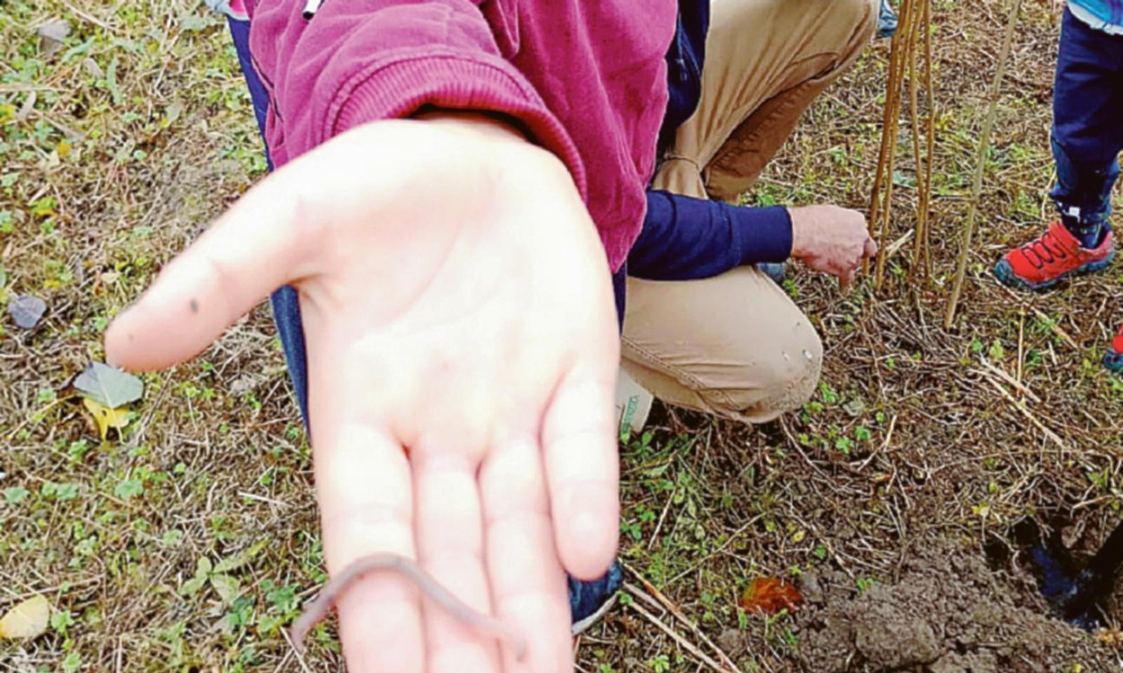 Party nel verde col Tarassaco