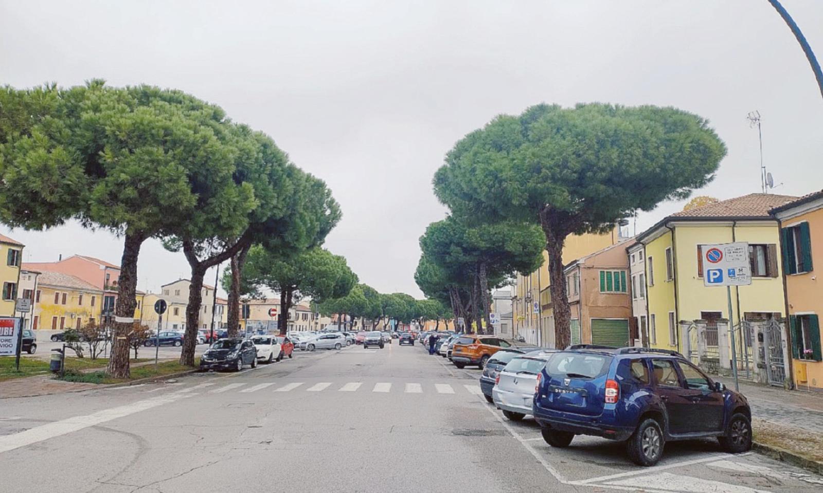 Taglio piante, cresce la tensione