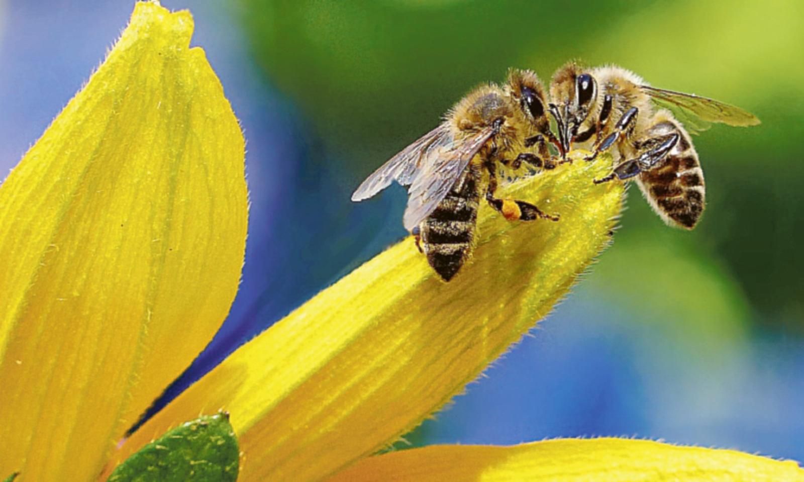 Una nuova casa per le nostre api