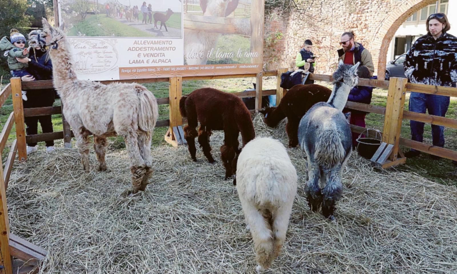 Vigilia a tu per tu con lama e alpaca