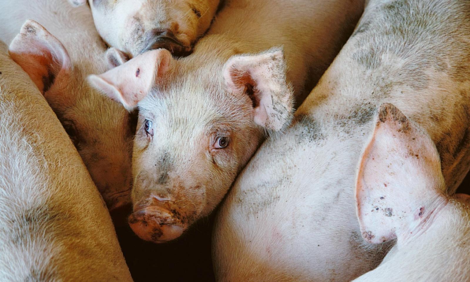 Peste suina, misure preventive