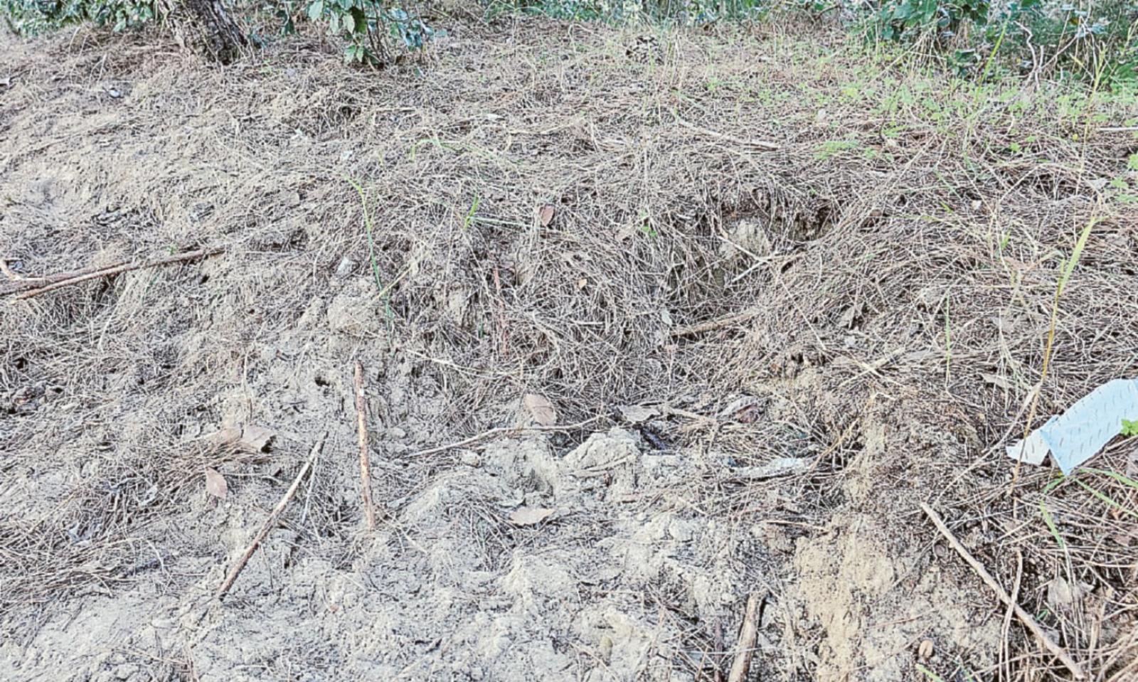 Bracconieri all'assalto della pineta