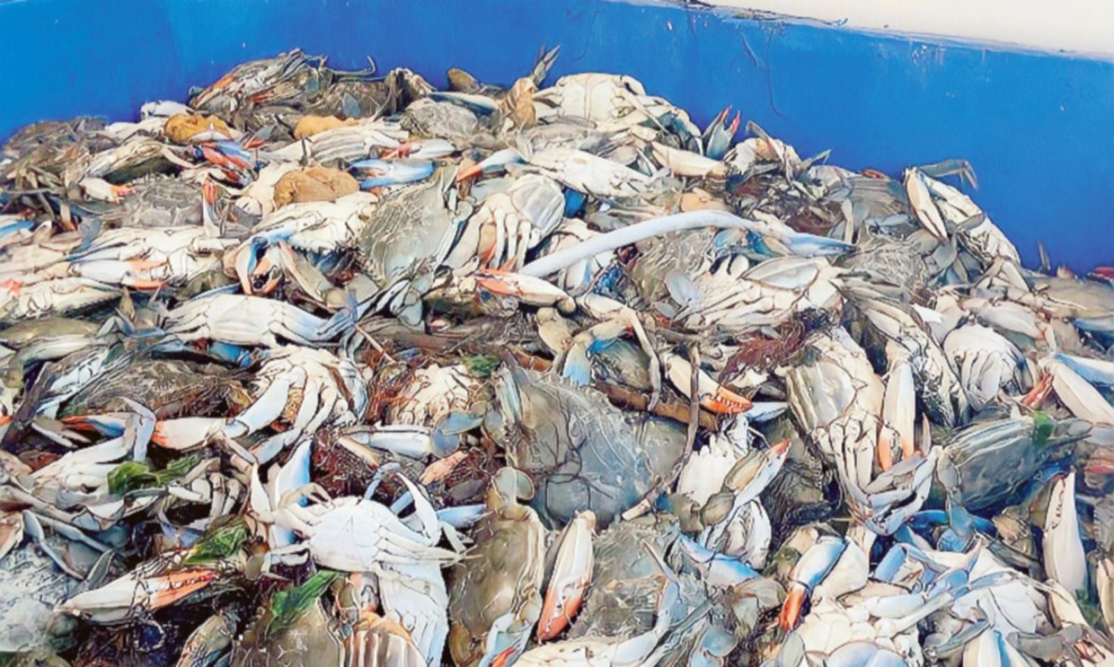 I granchi Italiani fuggono negli Usa