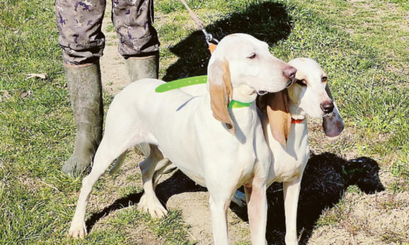 Raduno di tre giorni dei cani da lepre