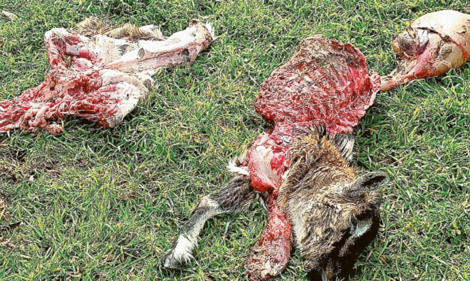 Animali sbranati dai lupi: &egrave; allarme