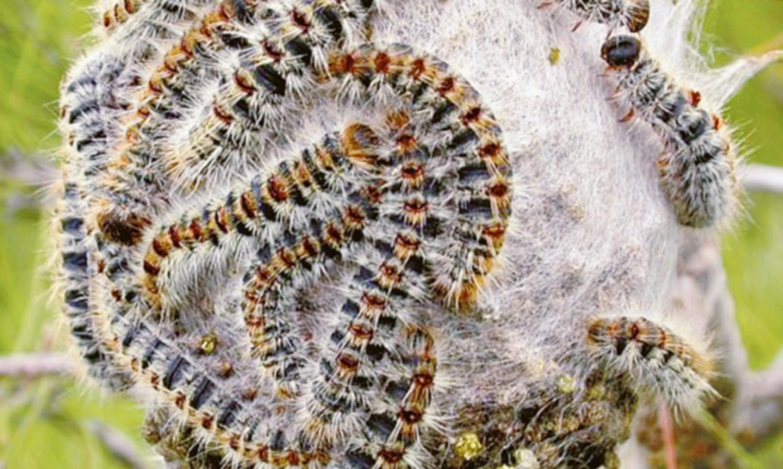 Parte la lotta e partono le multe