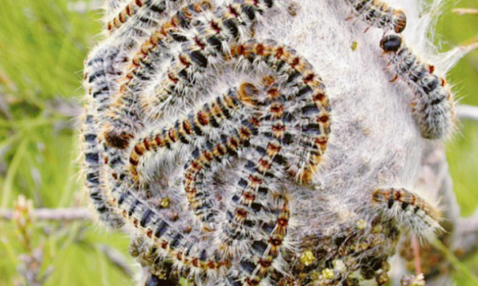 Processionaria: lotta al via