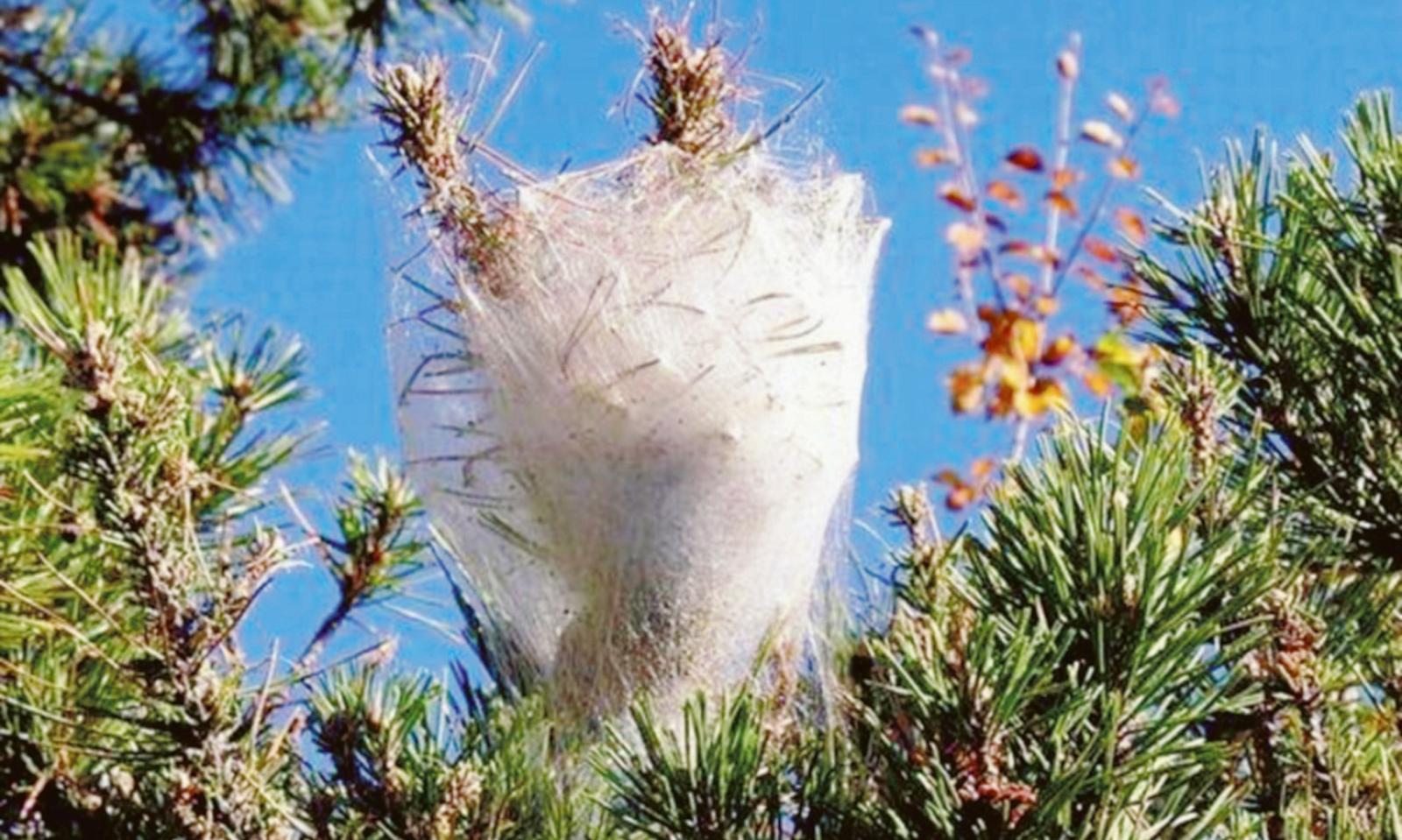 E' pericolosa per bimbi e animali