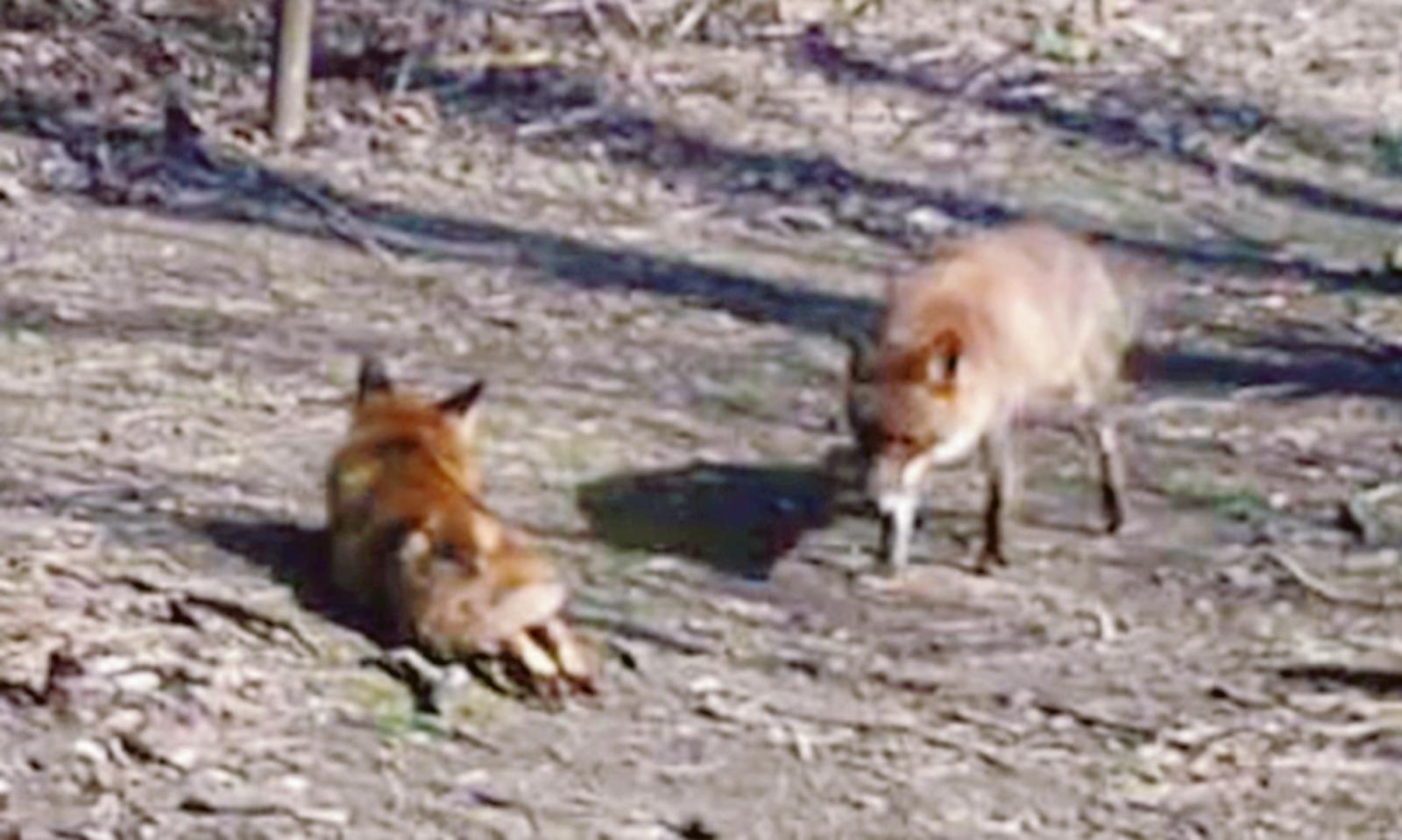 L&rsquo;amore di due splendide volpi nell&rsquo;Oasi di Volta Grimana