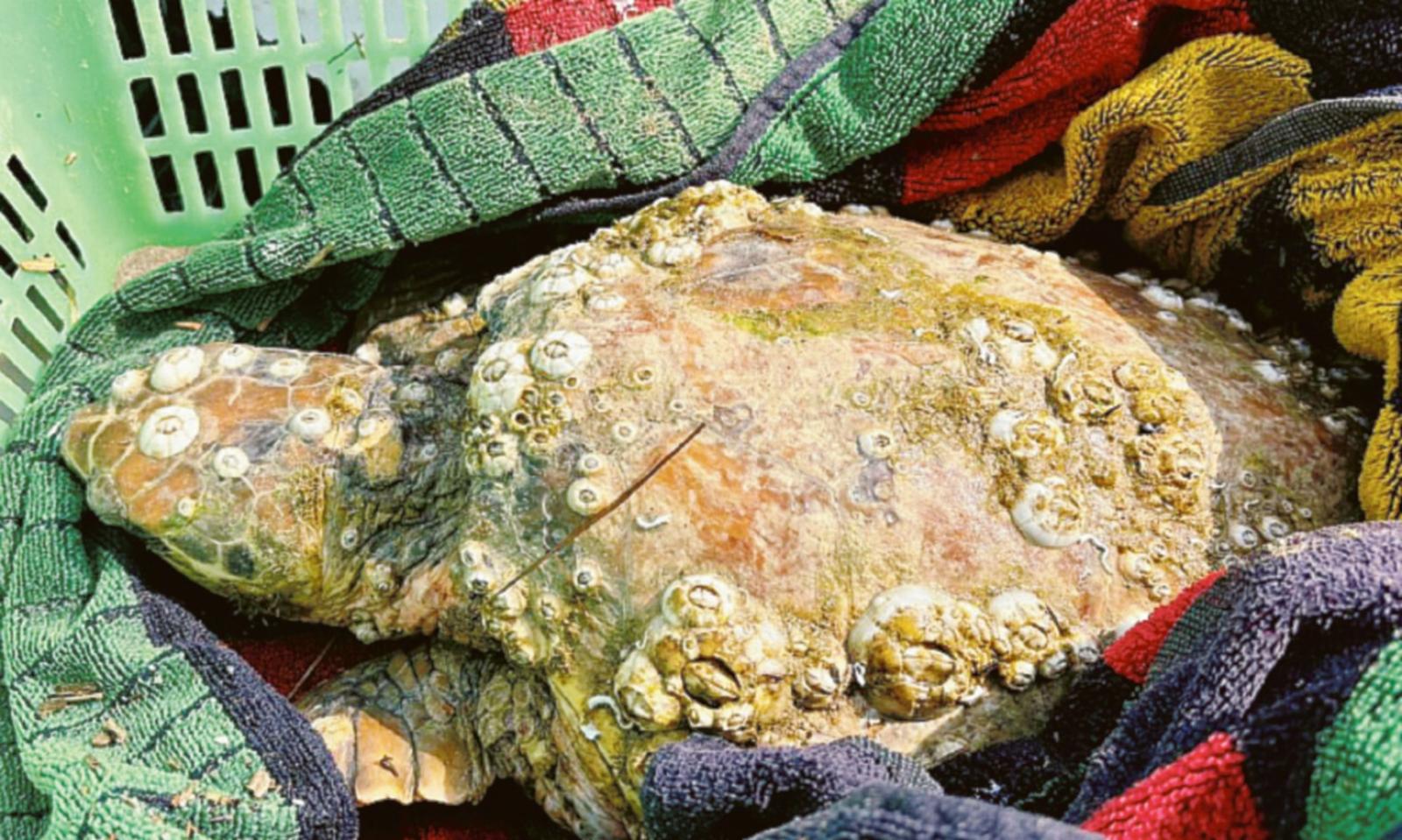 Salvata tartaruga spiaggiata