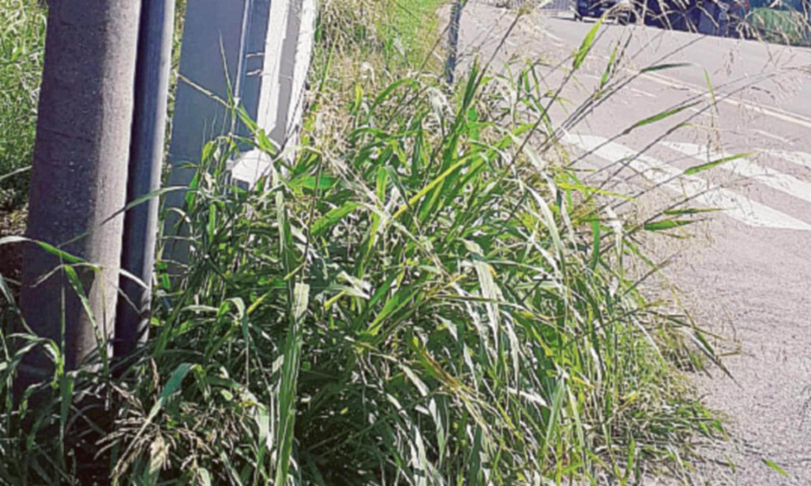 Erba alta all&rsquo;incrocio