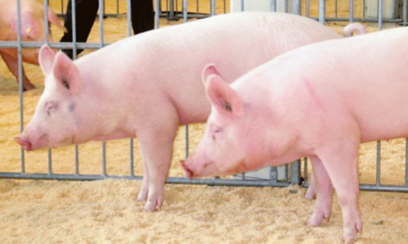 Il grido d&rsquo;allarme degli allevatori