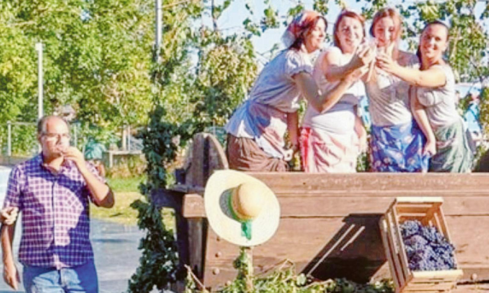 Rivive il rito della vendemmia