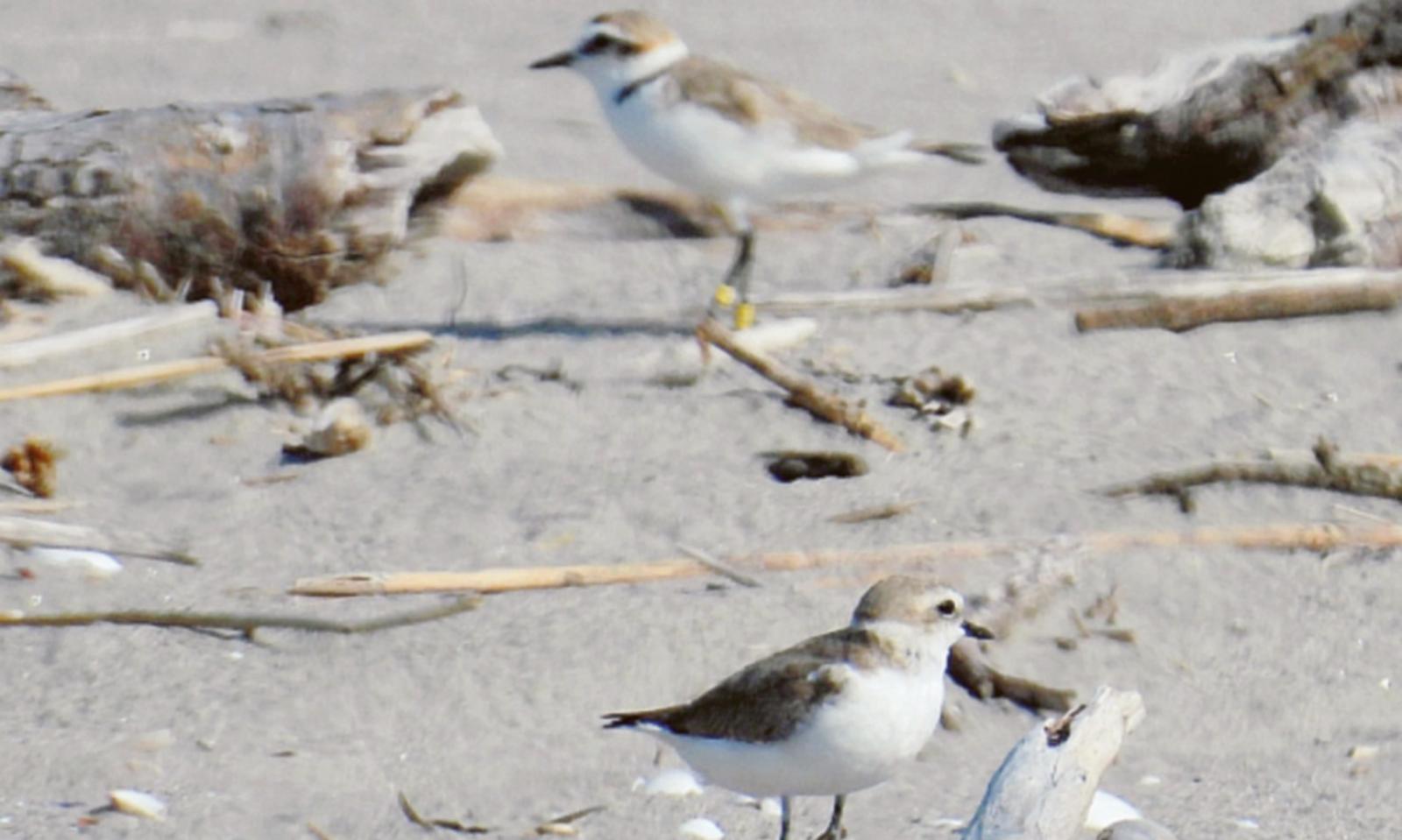 I detriti a Porto Caleri? &ldquo;Necessari&rdquo;
