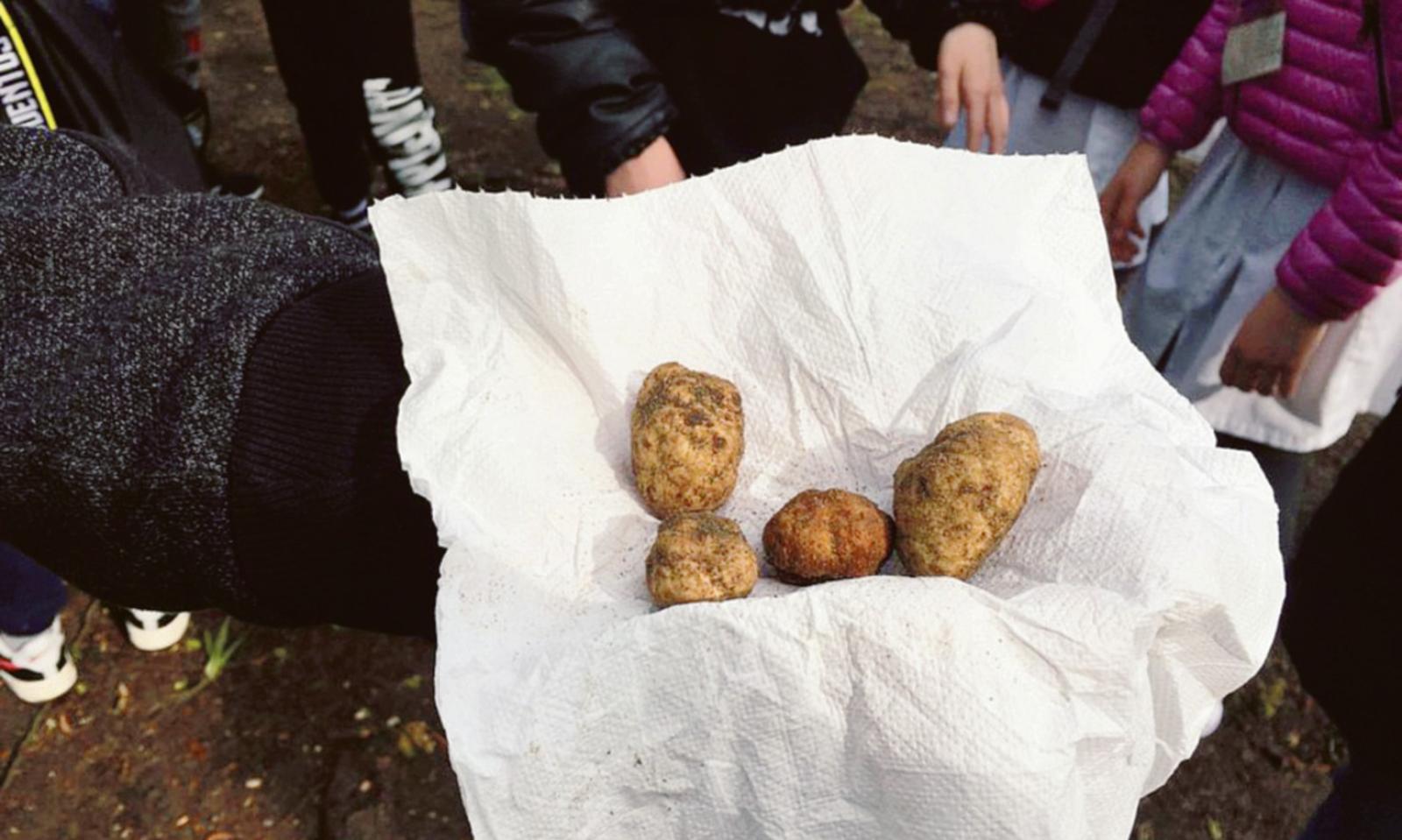 Tartufo, una legge per valorizzarlo