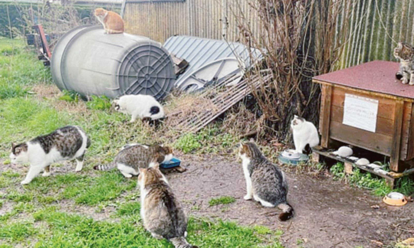 Troppi gatti, Una attacca il Comune
