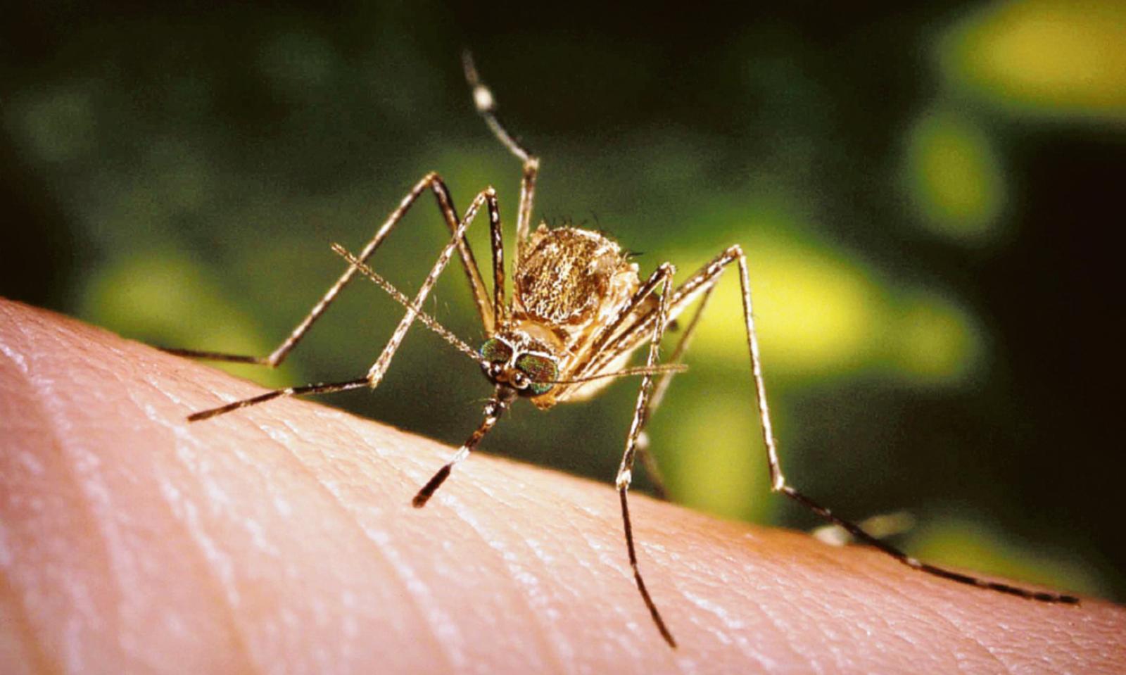 Il West Nile non molla la presa