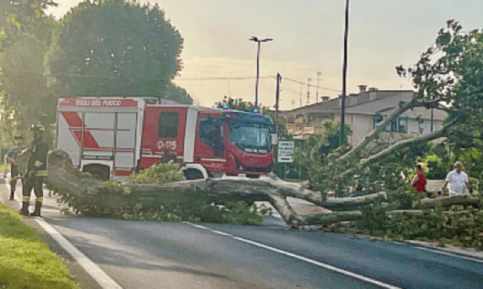Regionale per Adria 24 platani da abbattere