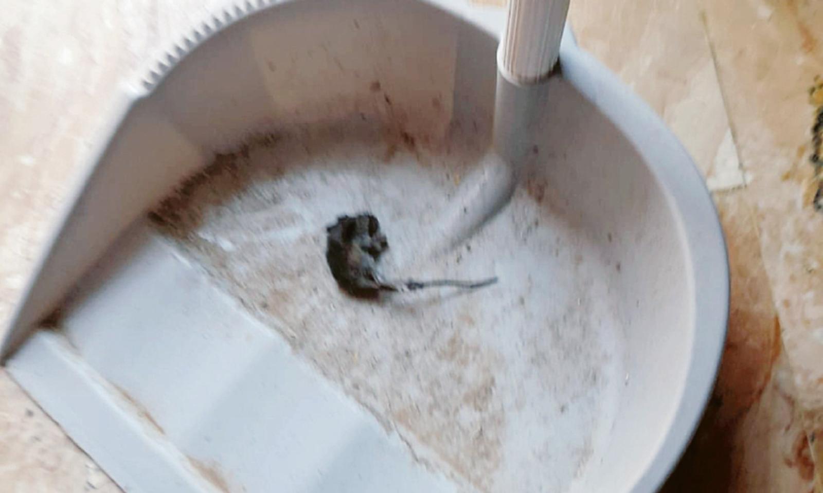 Allarme topi, cittadini infuriati