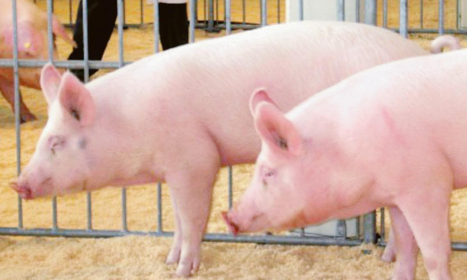 La Peste suina si avvicina al Polesine