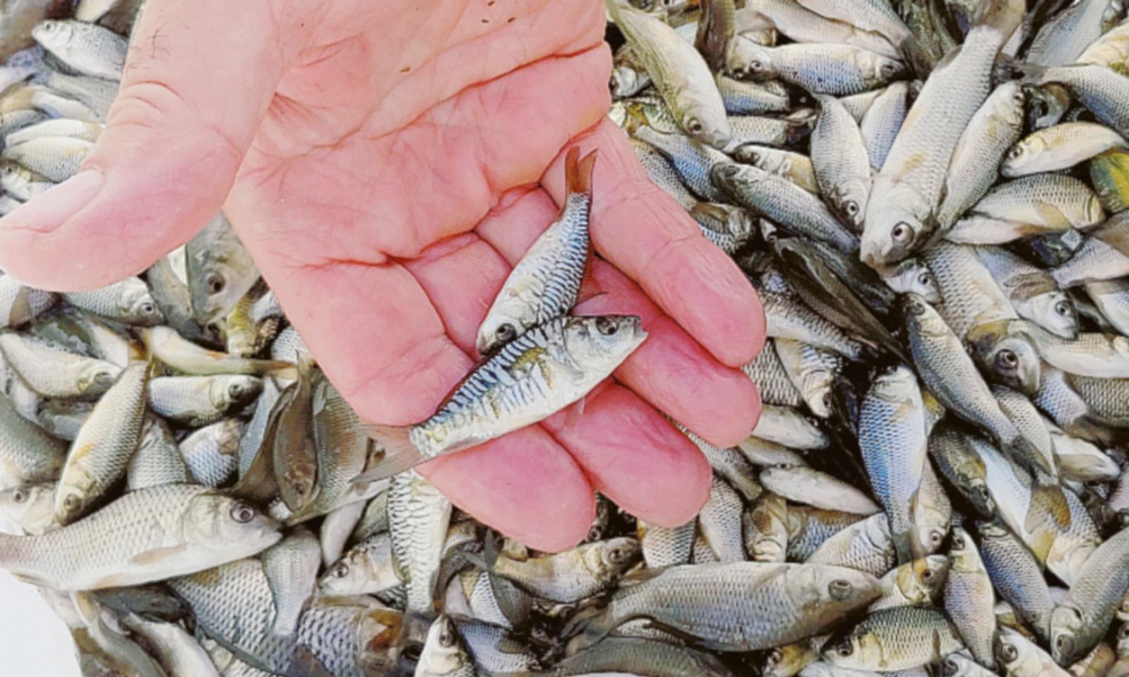 276mila carpe immesse