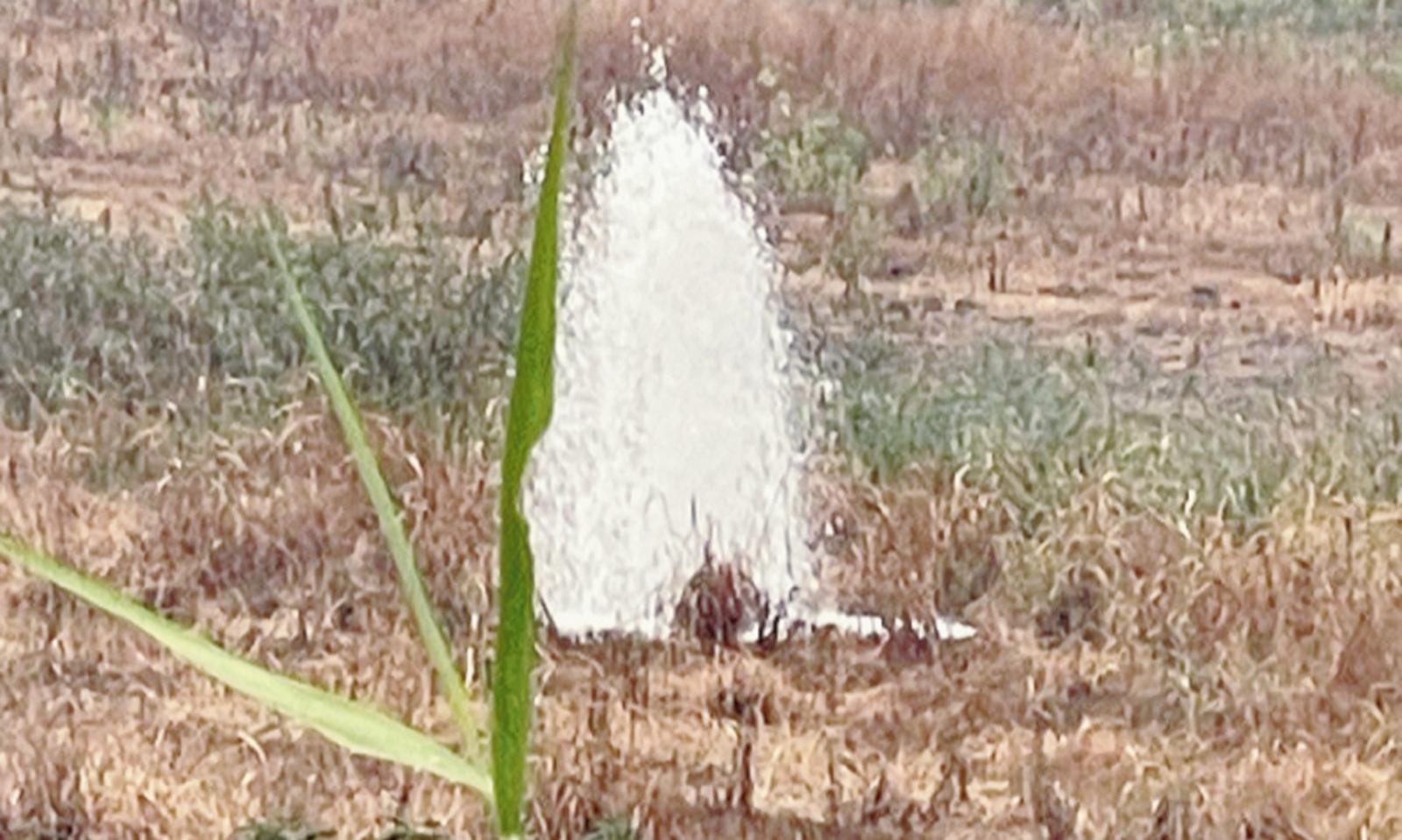 Allarme fontanazzi nel Delta