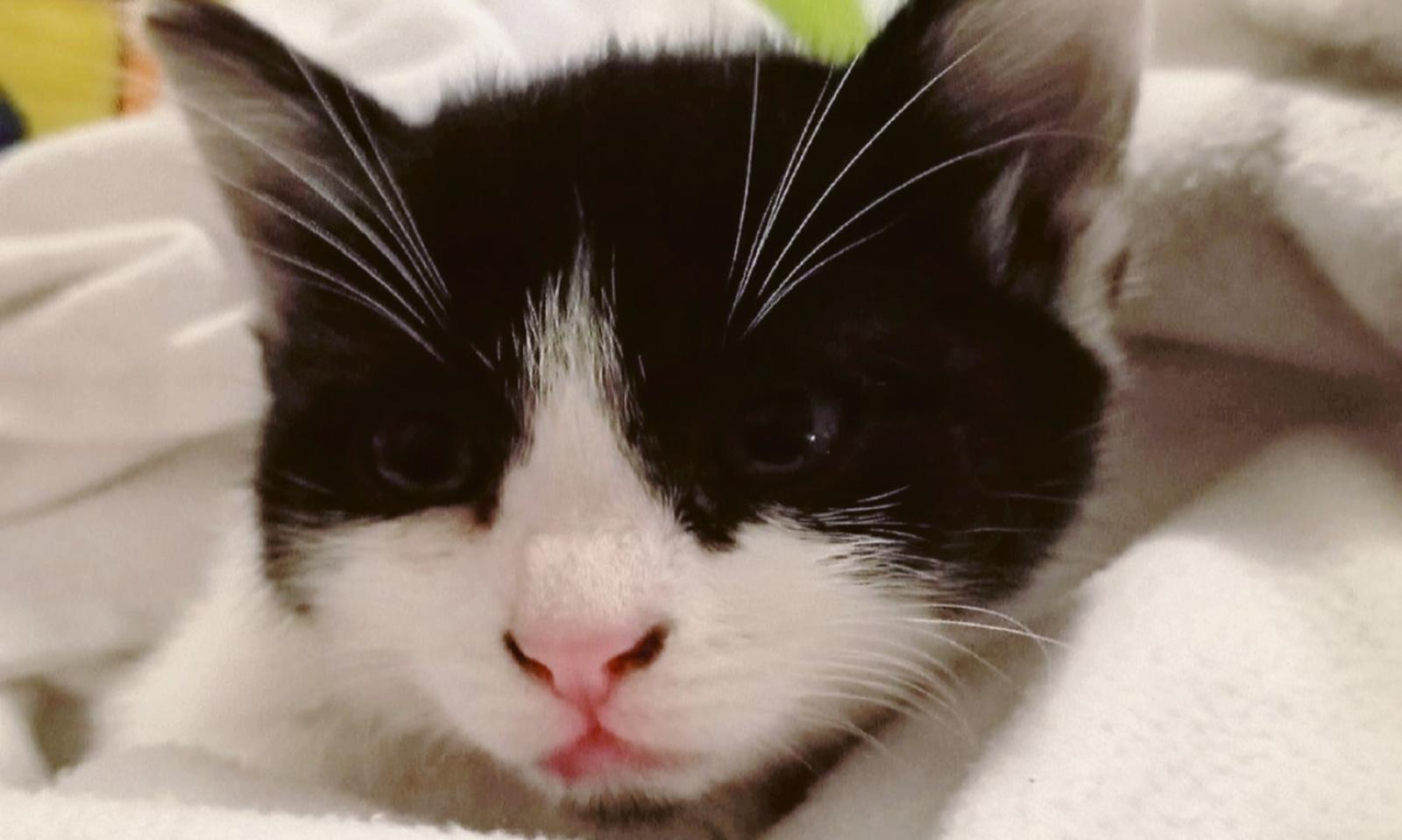 Micetti scagliati dall&rsquo;auto in corsa