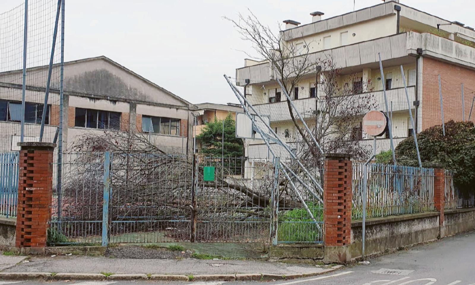 Albero crollato e abbandonato