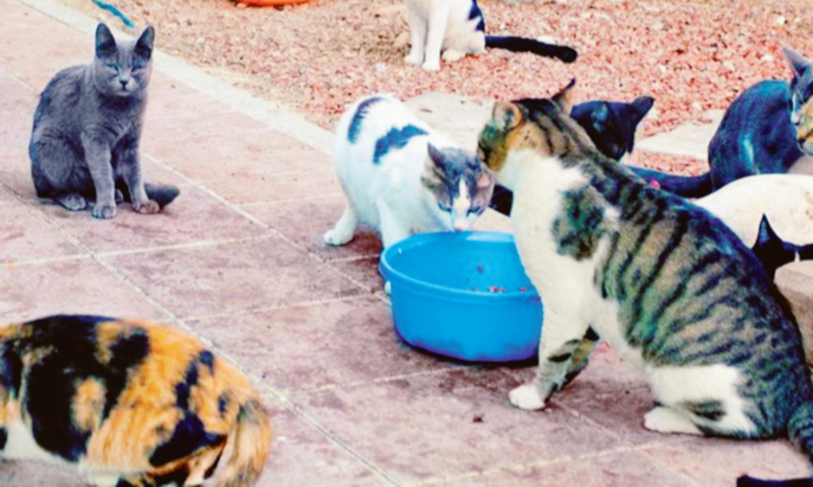 Gatti sequestrati, il caso in Regione