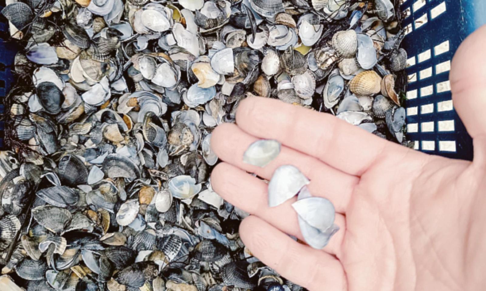 "Perso il 95% delle vongole, un disastro"