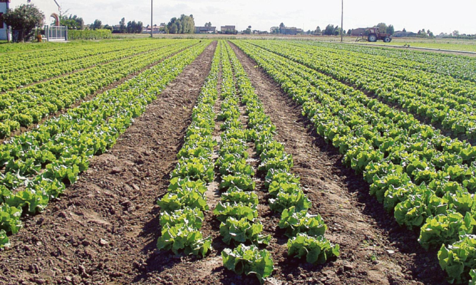 &ldquo;Ecopol? Preoccupati per gli orti&rdquo;