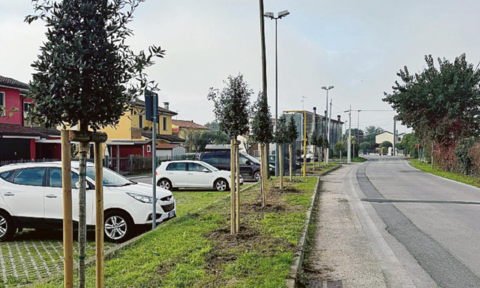 Otto nuovi lecci a Cantonazzo