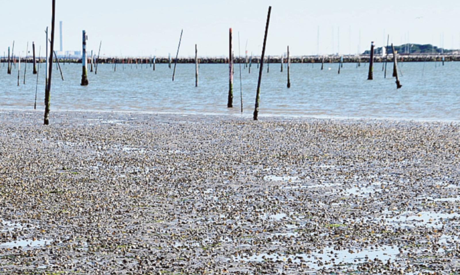 Un progetto per la Marinetta