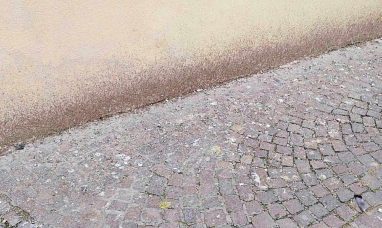 Guano per strada, continua la protesta:  &ldquo;Ne va di igiene e salute&rdquo;