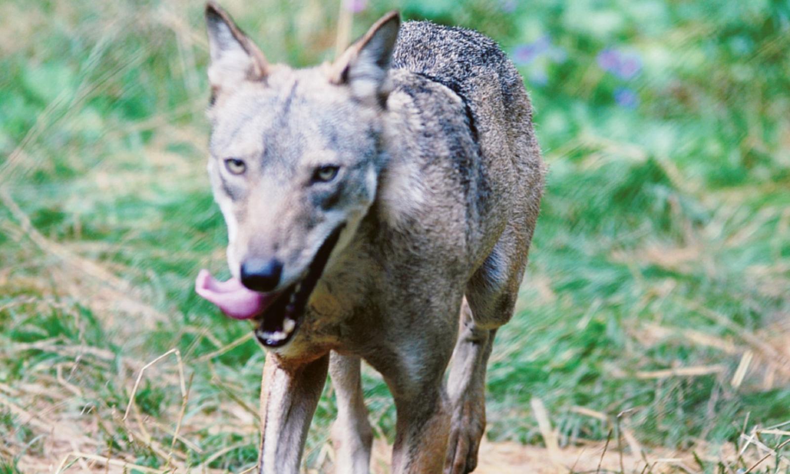 Faccia a faccia col lupo sull&rsquo;argine del Po