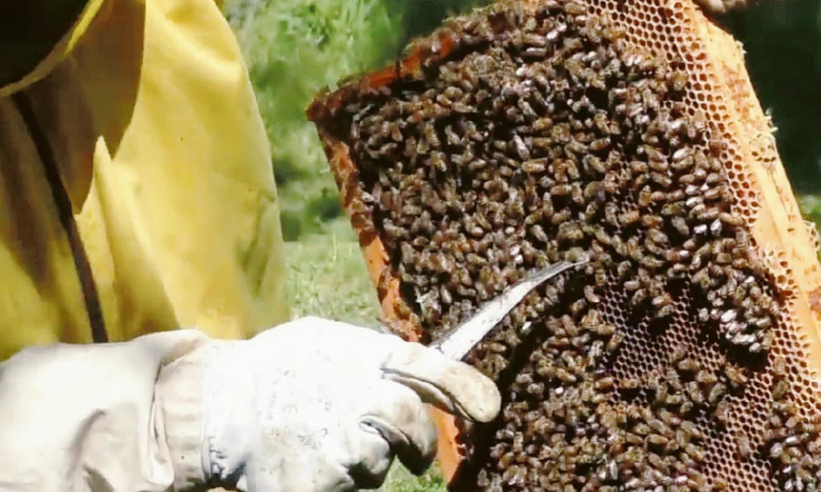 L&rsquo;oasi che &egrave; il paradiso delle api